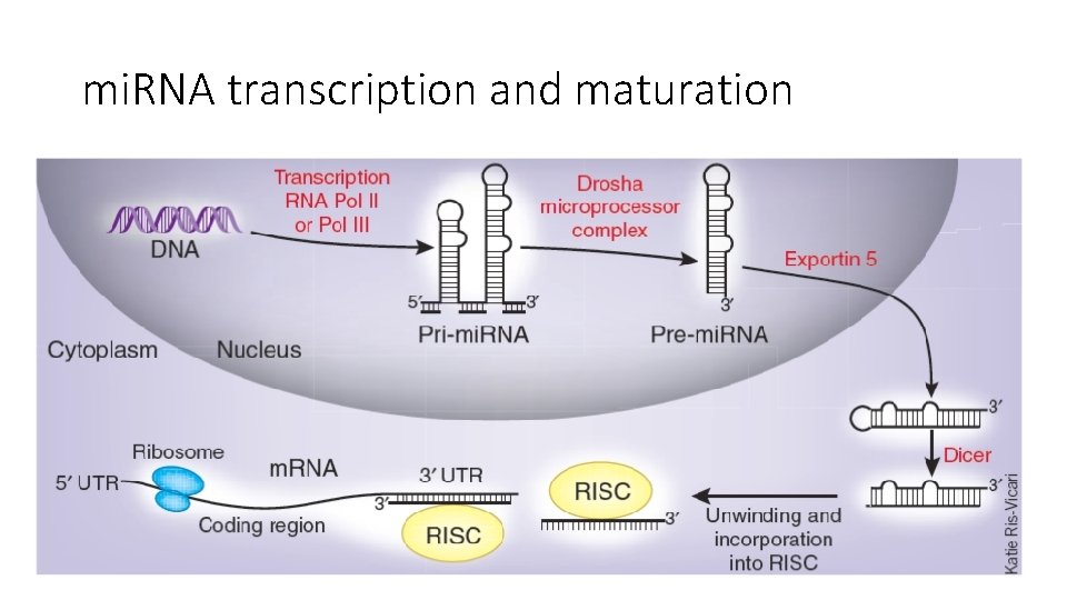 mi. RNA transcription and maturation 