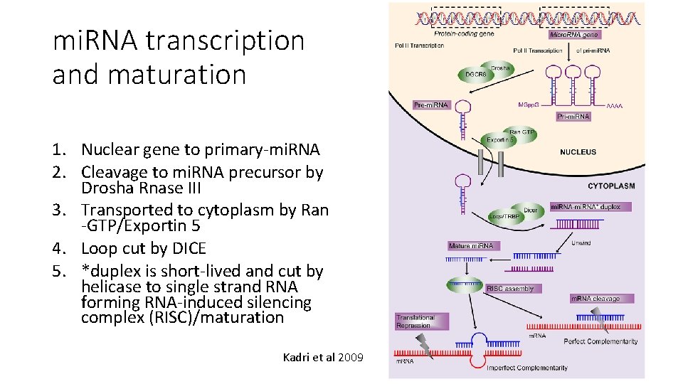 mi. RNA transcription and maturation 1. Nuclear gene to primary-mi. RNA 2. Cleavage to