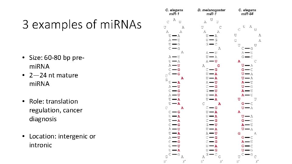 3 examples of mi. RNAs • Size: 60 -80 bp premi. RNA • 2—