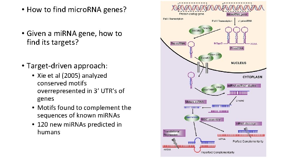  • How to find micro. RNA genes? • Given a mi. RNA gene,