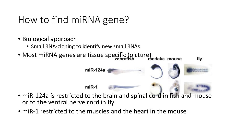 How to find mi. RNA gene? • Biological approach • Small RNA-cloning to identify