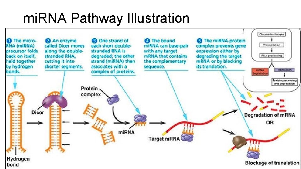 mi. RNA Pathway Illustration 