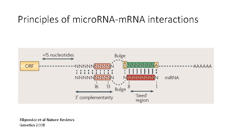 Principles of micro. RNA-m. RNA interactions Filipowicz et al Nature Reviews Genetics 2008 