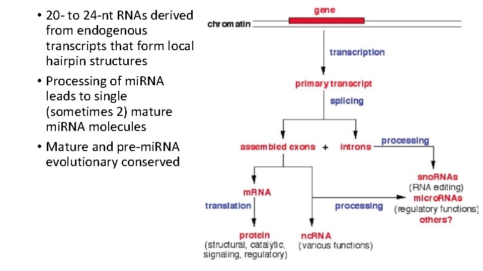  • 20 - to 24 -nt RNAs derived from endogenous transcripts that form