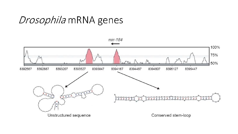 Drosophila m. RNA genes 