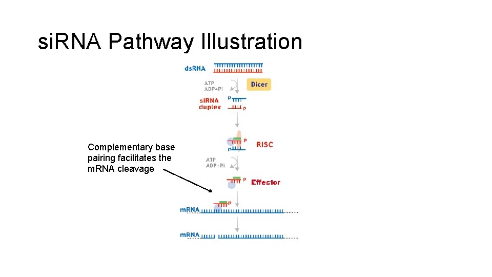 si. RNA Pathway Illustration Complementary base pairing facilitates the m. RNA cleavage 