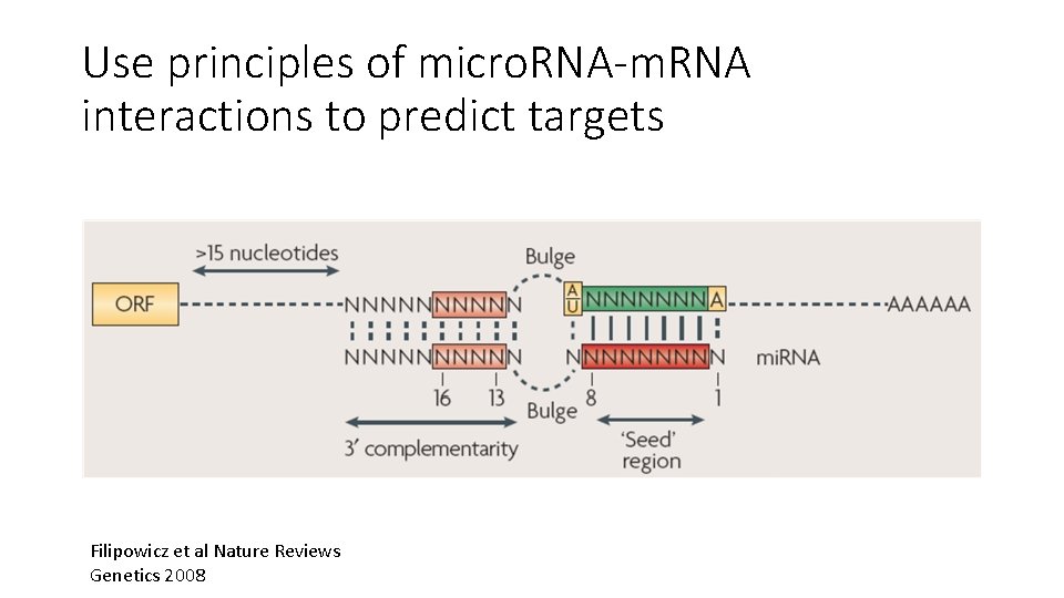 Use principles of micro. RNA-m. RNA interactions to predict targets Filipowicz et al Nature