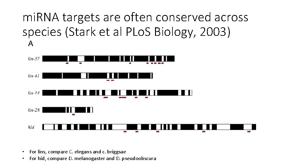 mi. RNA targets are often conserved across species (Stark et al PLo. S Biology,