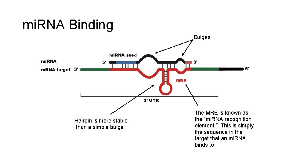 mi. RNA Binding Bulges Hairpin is more stable than a simple bulge The MRE