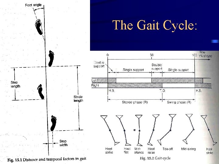 The Gait Cycle: 