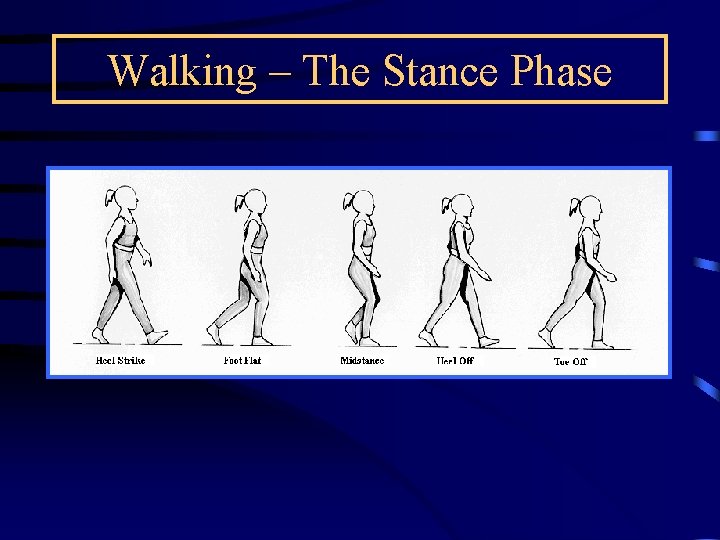Walking – The Stance Phase 