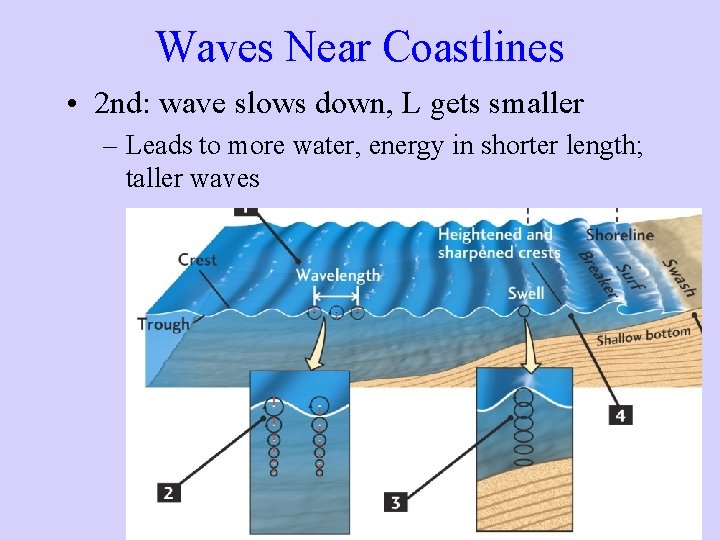 Waves Near Coastlines • 2 nd: wave slows down, L gets smaller – Leads Waves Near Coastlines • 2 nd: wave slows down, L gets smaller – Leads