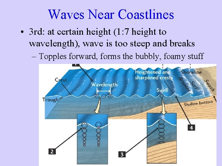 Waves Near Coastlines • 3 rd: at certain height (1: 7 height to wavelength), Waves Near Coastlines • 3 rd: at certain height (1: 7 height to wavelength),
