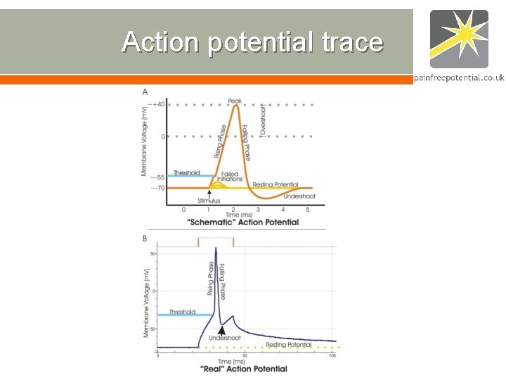 Action potential trace Action potential trace