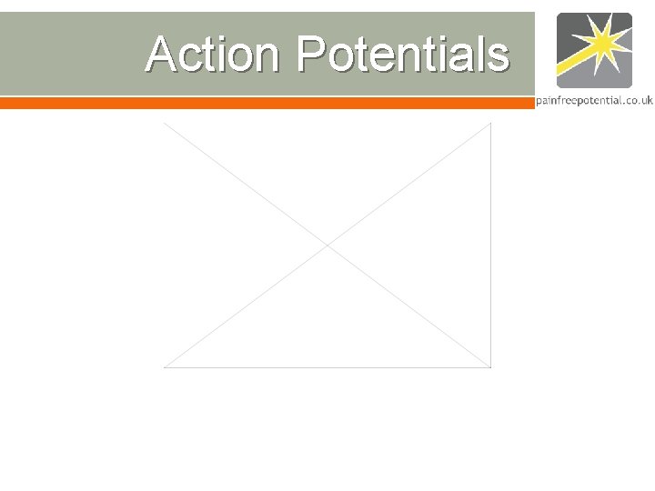 Action Potentials Action Potentials