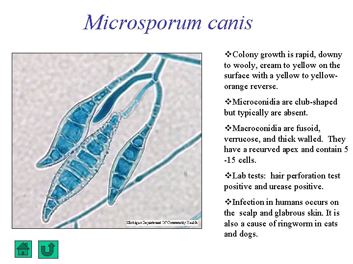 Microsporum canis Colony growth is rapid, downy to wooly, cream to yellow on the