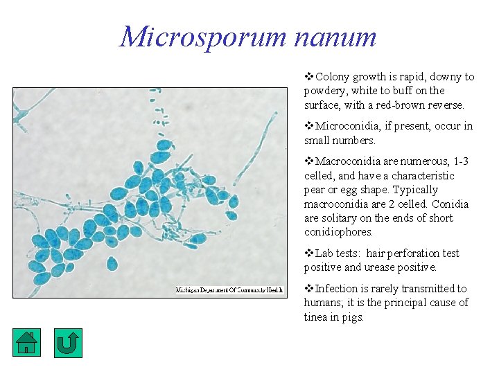 Microsporum nanum Colony growth is rapid, downy to powdery, white to buff on the