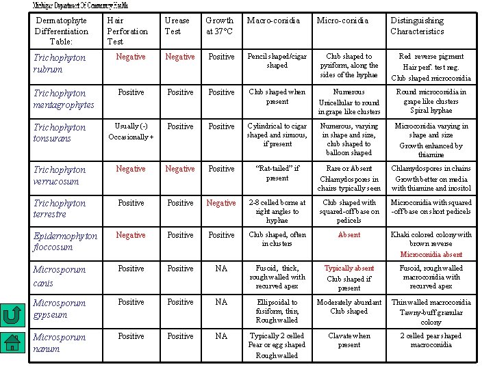 Dermatophyte Differentiation Table: Hair Perforation Test Urease Test Growth at 37°C Macro-conidia Micro-conidia Distinguishing