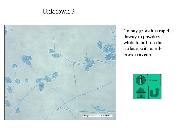 Unknown 3 Colony growth is rapid, downy to powdery, white to buff on the