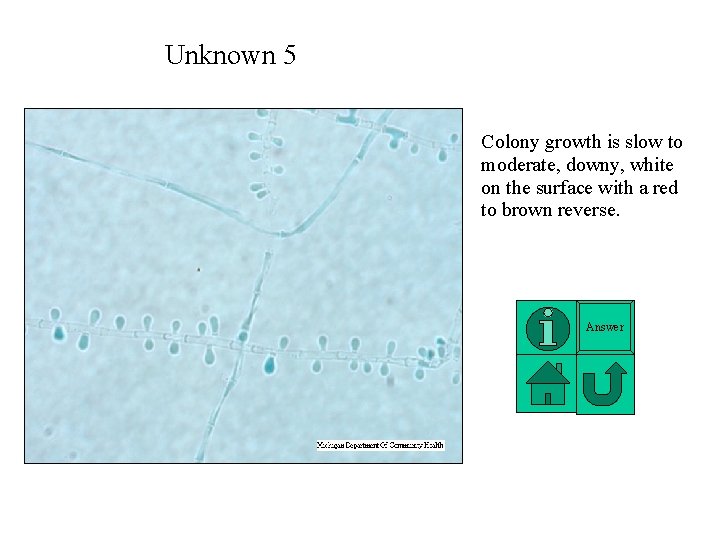 Unknown 5 Colony growth is slow to moderate, downy, white on the surface with