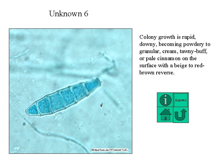 Unknown 6 Colony growth is rapid, downy, becoming powdery to granular, cream, tawny-buff, or