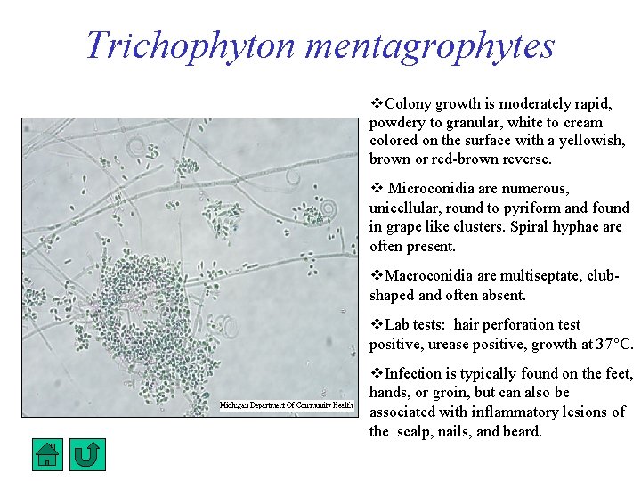Trichophyton mentagrophytes Colony growth is moderately rapid, powdery to granular, white to cream colored