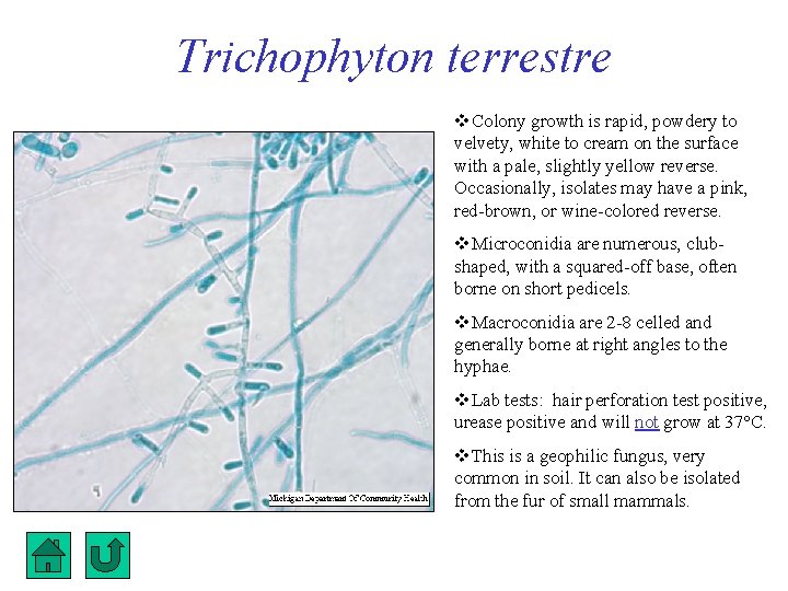 Trichophyton terrestre Colony growth is rapid, powdery to velvety, white to cream on the