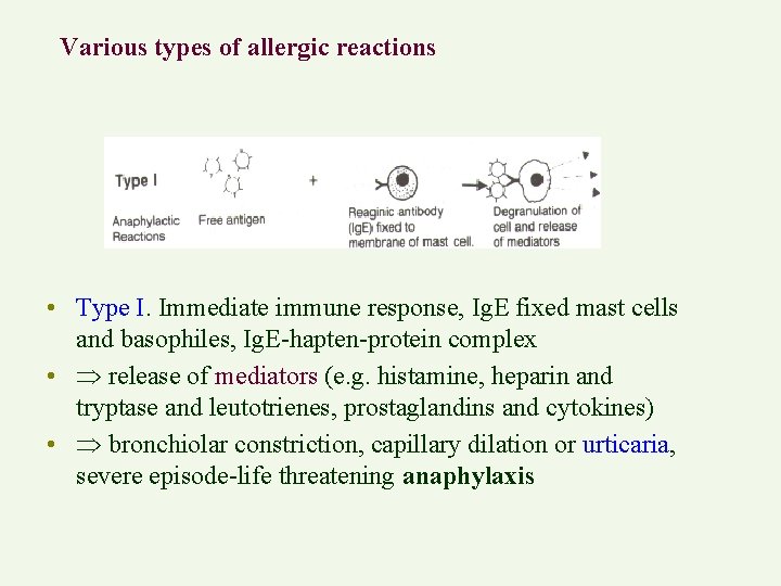 Various types of allergic reactions • Type I. Immediate immune response, Ig. E fixed