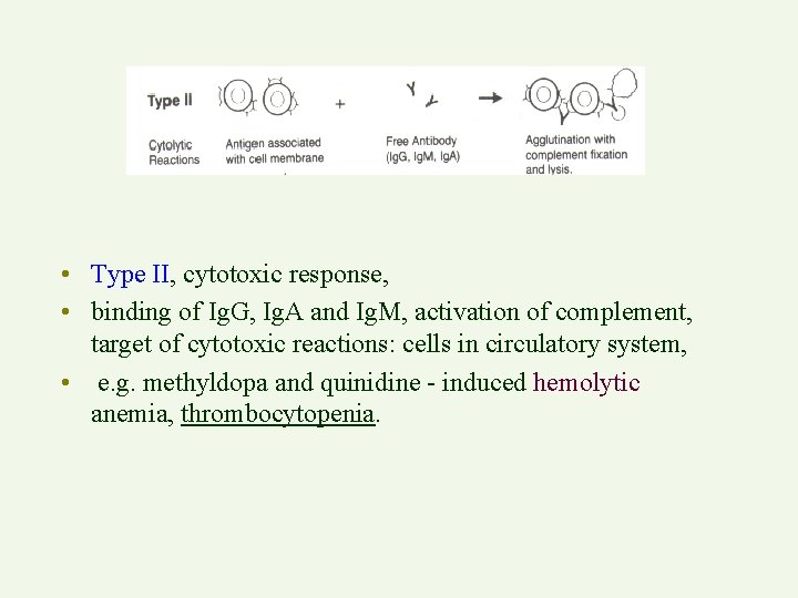  • Type II, cytotoxic response, • binding of Ig. G, Ig. A and