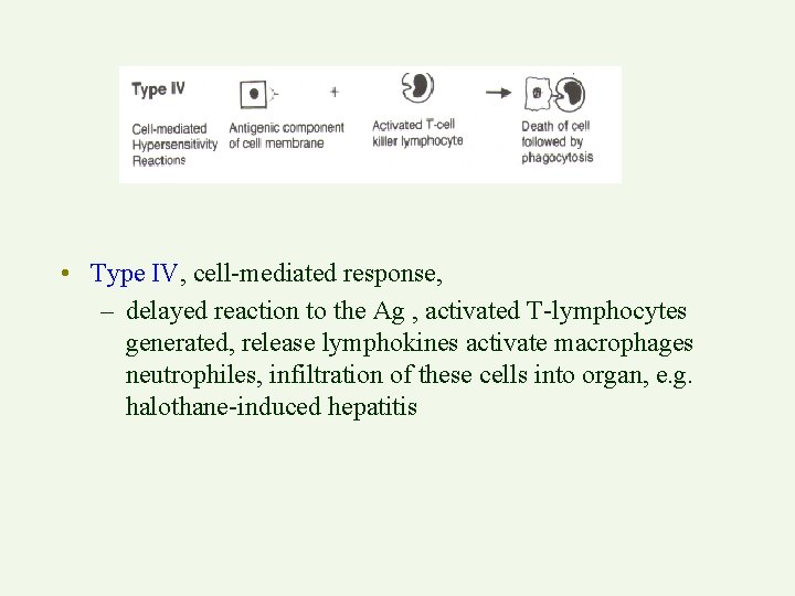  • Type IV, cell-mediated response, – delayed reaction to the Ag , activated