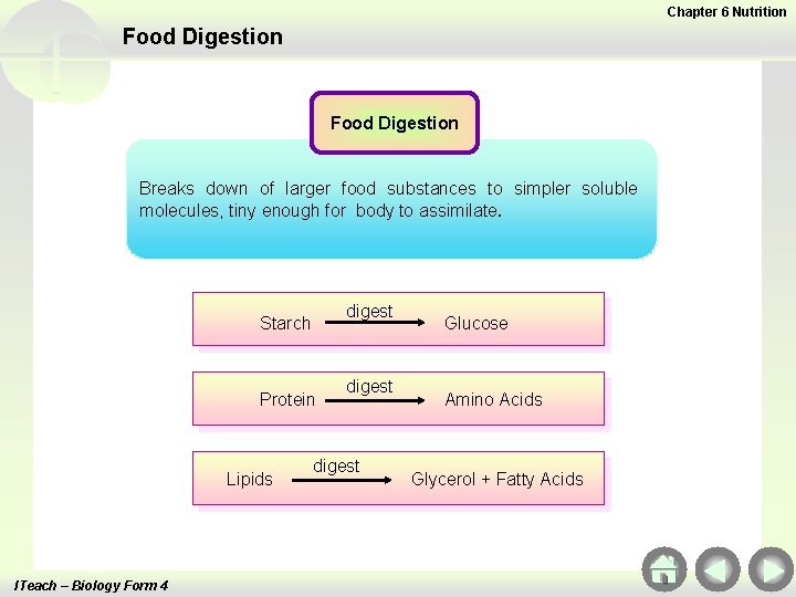 Chapter 6 Nutrition Food Digestion Breaks down of larger food substances to simpler soluble