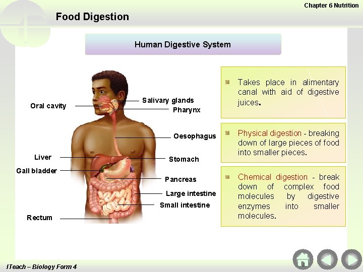 Chapter 6 Nutrition Food Digestion Human Digestive System Oral cavity Salivary glands Pharynx Oesophagus