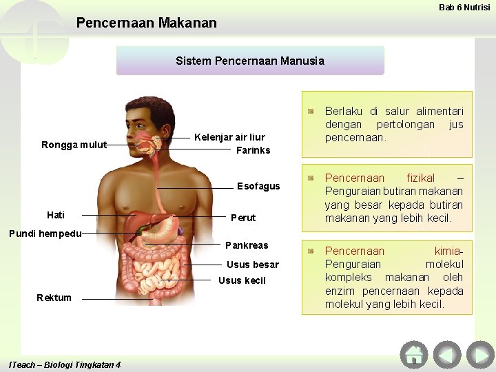 Bab 6 Nutrisi Pencernaan Makanan Sistem Pencernaan Manusia Rongga mulut Kelenjar air liur Farinks