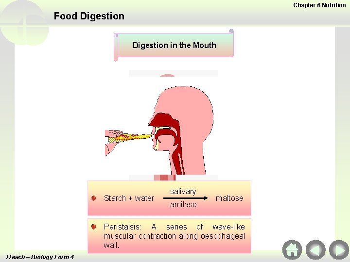 Chapter 6 Nutrition Food Digestion in the Mouth Starch + water salivary amilase maltose