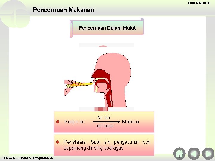 Bab 6 Nutrisi Pencernaan Makanan Pencernaan Dalam Mulut Kanji+ air Air liur amilase Maltosa