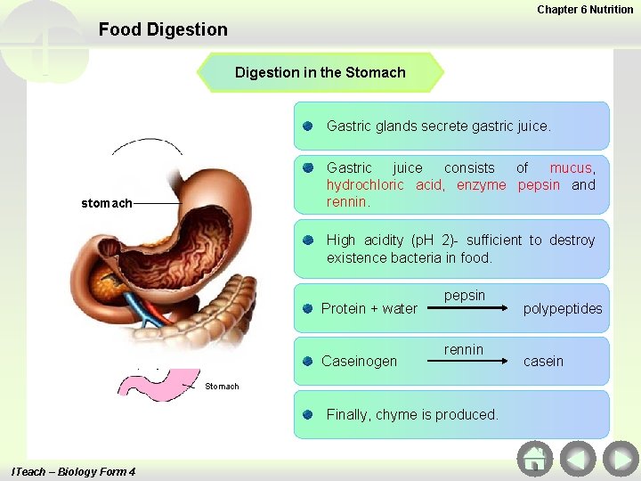 Chapter 6 Nutrition Food Digestion in the Stomach Gastric glands secrete gastric juice. Gastric