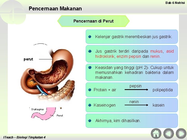 Bab 6 Nutrisi Pencernaan Makanan Pencernaan di Perut Kelenjar gastrik merembeskan jus gastrik. Jus