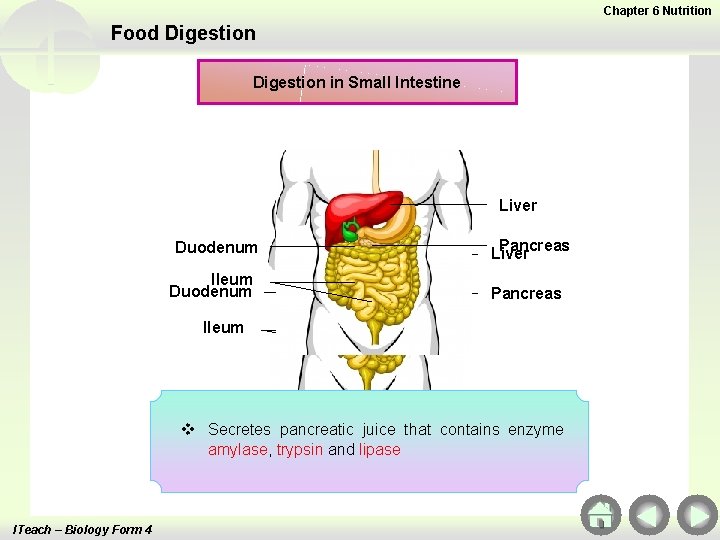 Chapter 6 Nutrition Food Digestion in Small Intestine Liver Duodenum Ileum Duodenum Pancreas Liver