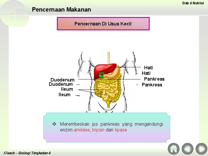 Bab 6 Nutrisi Pencernaan Makanan Pencernaan Di Usus Kecil Duodenum Ileum v v ITeach