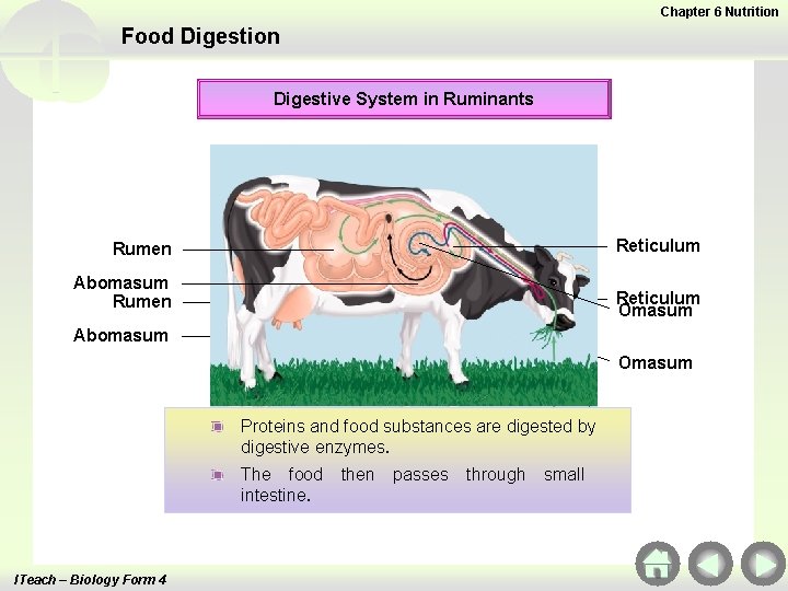 Chapter 6 Nutrition Food Digestion Digestive System in Ruminants Rumen Reticulum Abomasum Rumen Reticulum