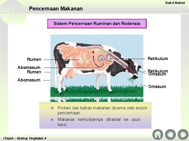 Bab 6 Nutrisi Pencernaan Makanan Sistem Pencernaan Ruminan dan Rodensia Rumen Retikulum Abomasum Rumen