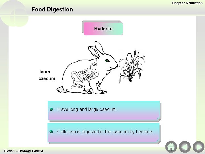 Chapter 6 Nutrition Food Digestion Rodents ileum caecum Have long and large caecum. Cellulose