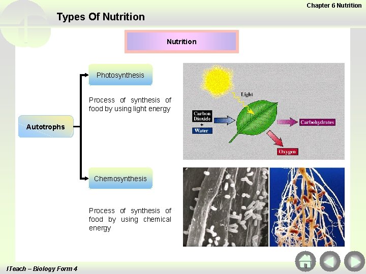 Chapter 6 Nutrition Types Of Nutrition Photosynthesis Process of synthesis of food by using