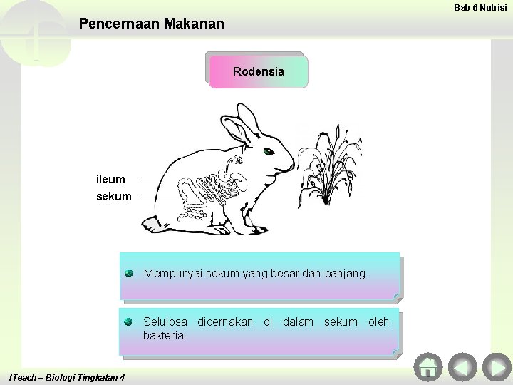Bab 6 Nutrisi Pencernaan Makanan Rodensia ileum sekum Mempunyai sekum yang besar dan panjang.