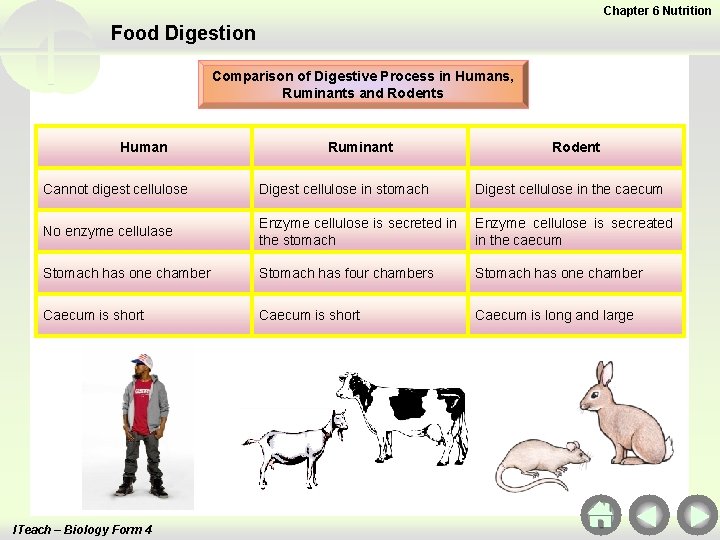 Chapter 6 Nutrition Food Digestion Comparison of Digestive Process in Humans, Ruminants and Rodents