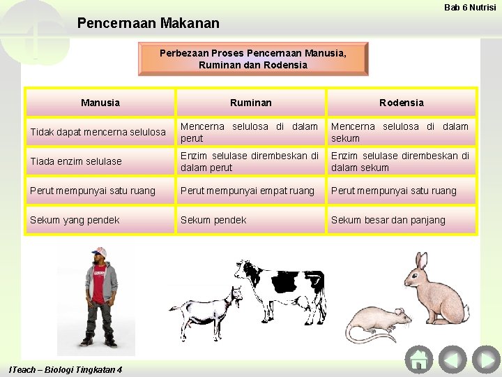 Bab 6 Nutrisi Pencernaan Makanan Perbezaan Proses Pencernaan Manusia, Ruminan dan Rodensia Manusia Ruminan