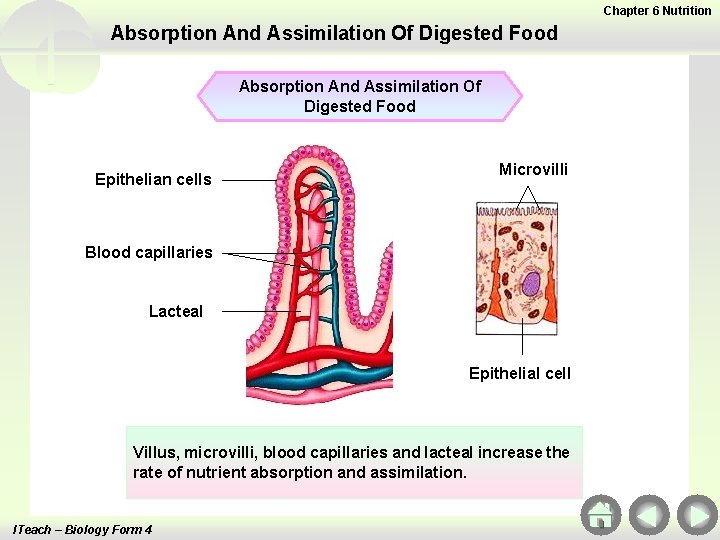 Chapter 6 Nutrition Absorption And Assimilation Of Digested Food Epithelian cells Microvilli Blood capillaries