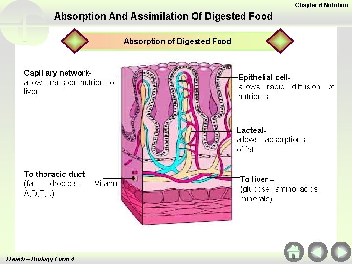 Chapter 6 Nutrition Absorption And Assimilation Of Digested Food Absorption of Digested Food Capillary