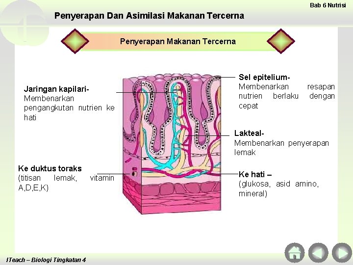 Bab 6 Nutrisi Penyerapan Dan Asimilasi Makanan Tercerna Penyerapan Makanan Tercerna Jaringan kapilari. Membenarkan