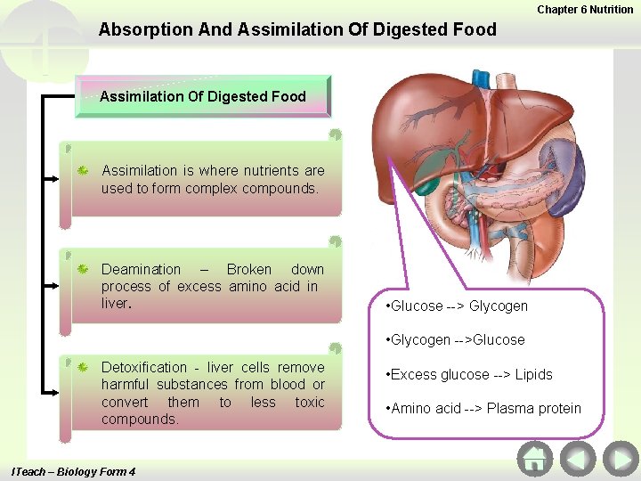 Chapter 6 Nutrition Absorption And Assimilation Of Digested Food Assimilation is where nutrients are